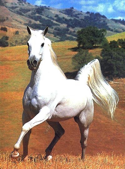 Shadowfax